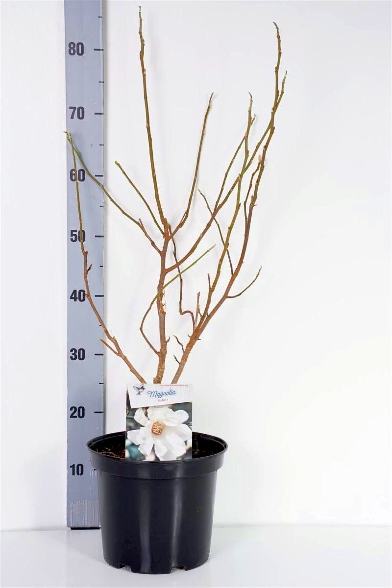 Magnolia stellata - C5/P23 50-70 CM