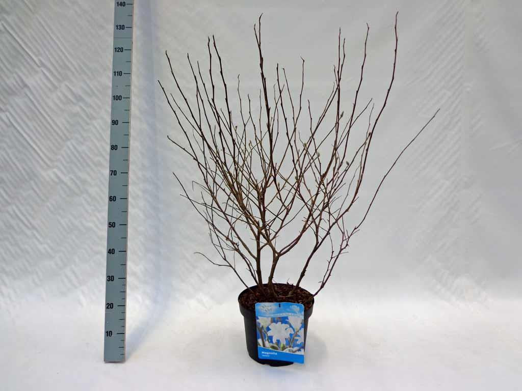 Magnolia stellata - C10 60-80 CM