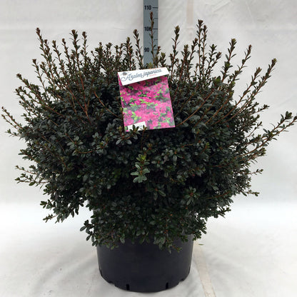 Rhododendron (AJ) &