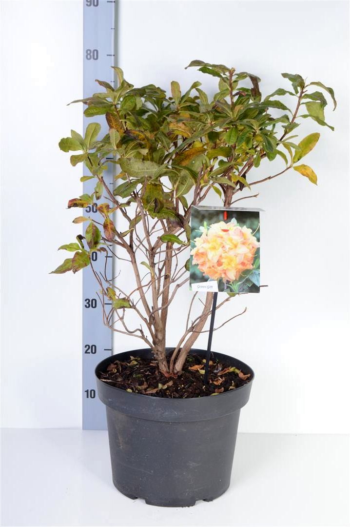 Rhododendron (AK) &