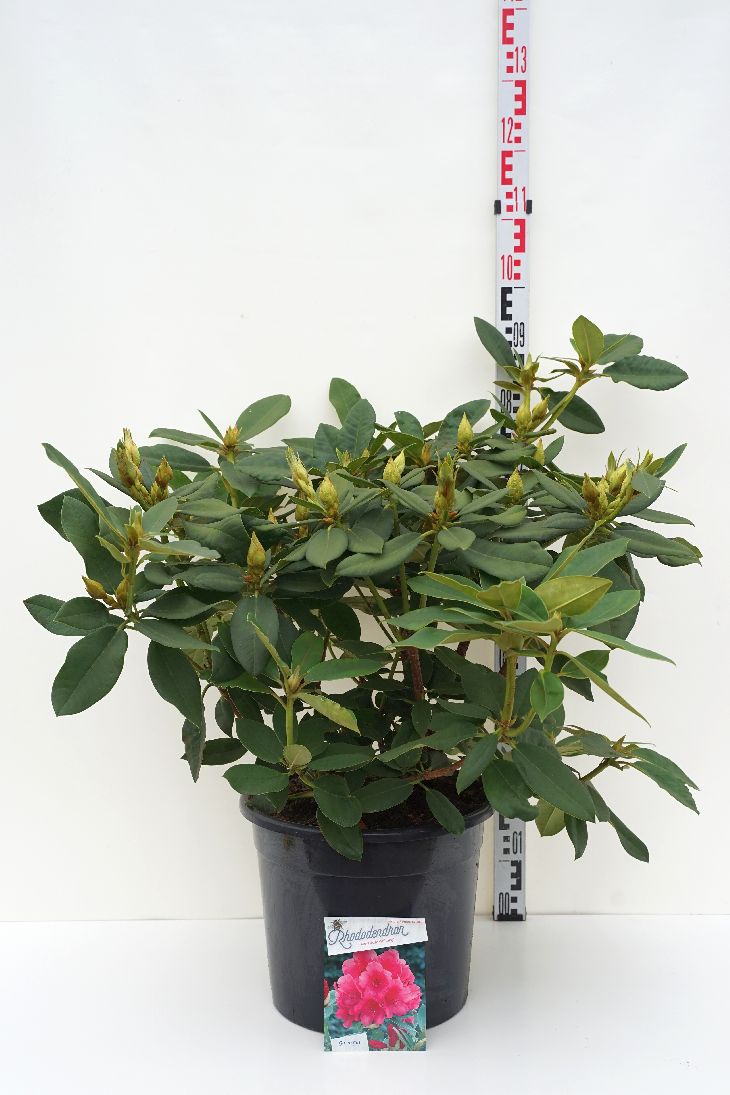 Rhododendron &