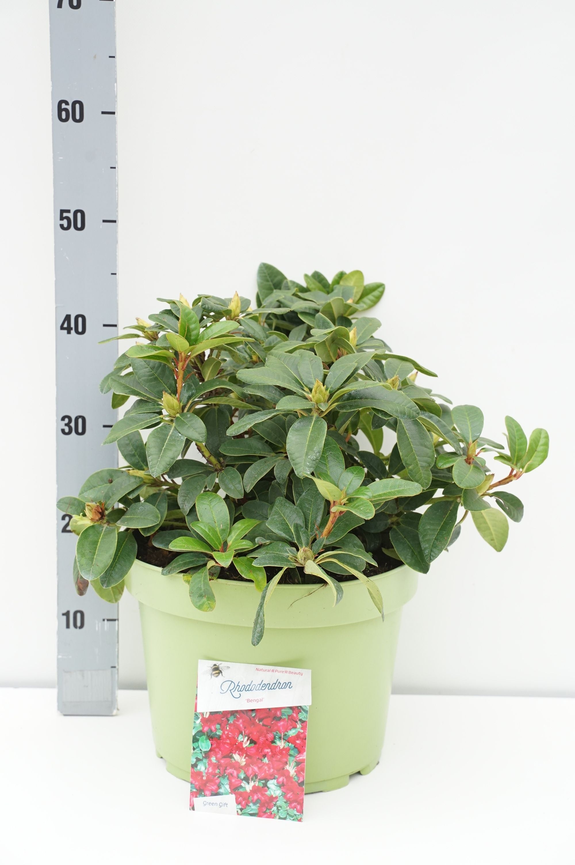 Rhododendron (F) &