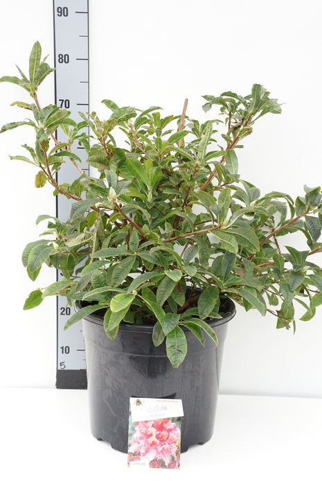 Rhododendron (AK) 'Berryrose'