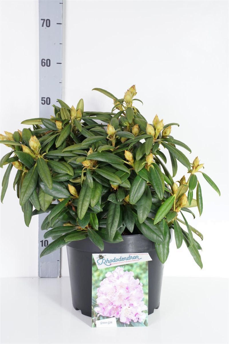 Rododendron (Y) &