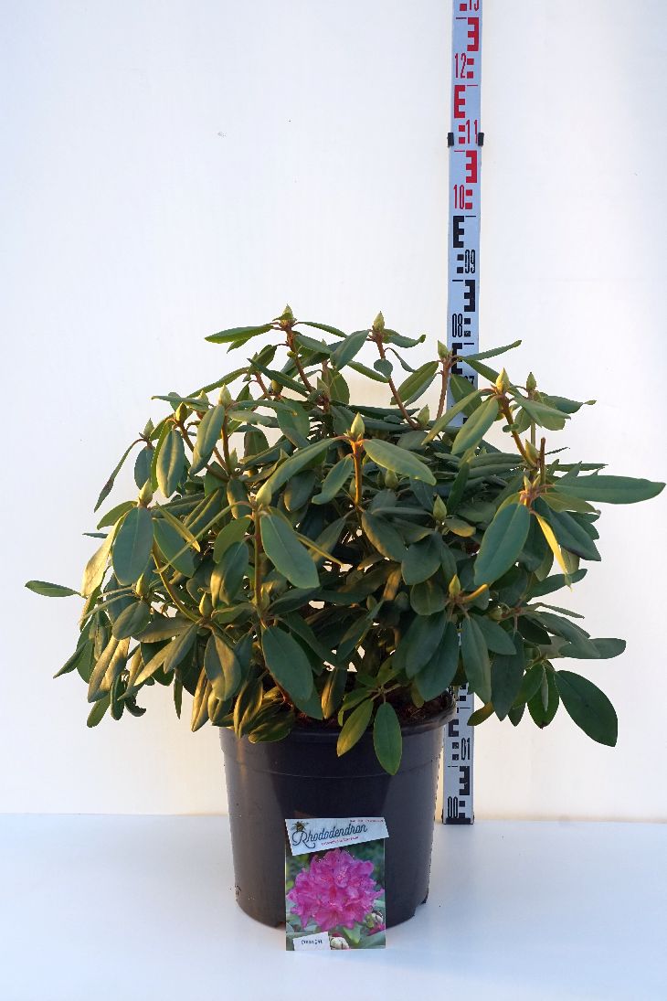 Rhododendron &