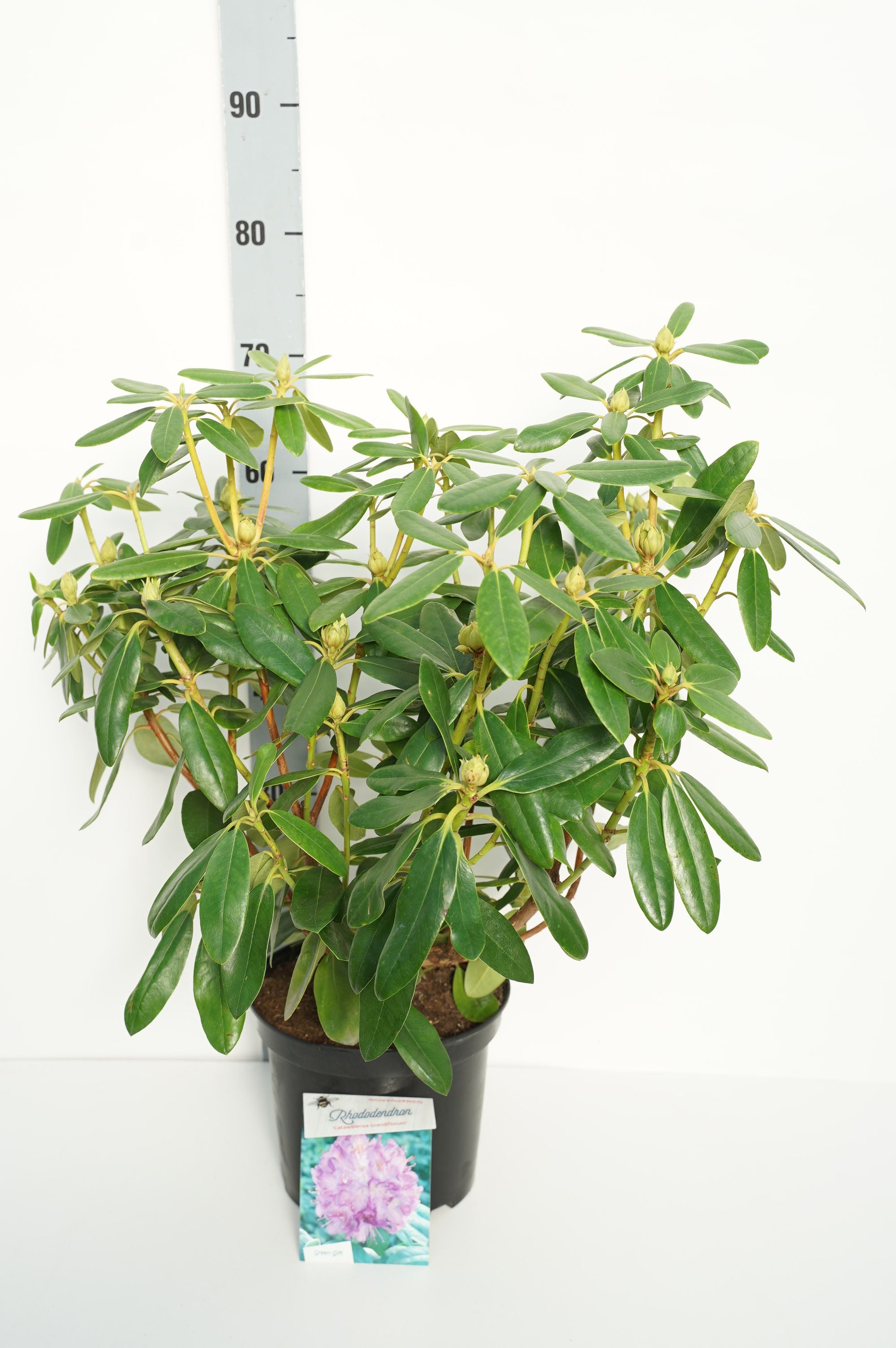Rododendron &