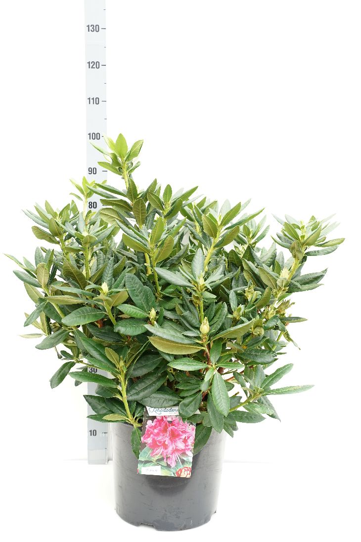 Rododendron &