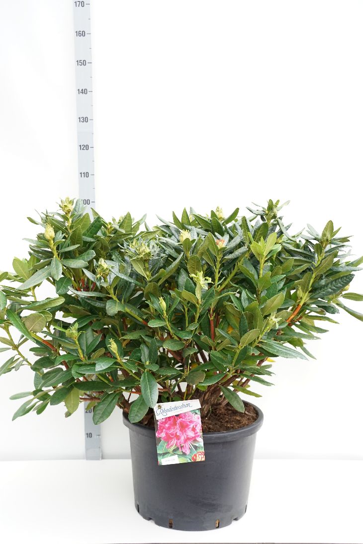 Rododendron &