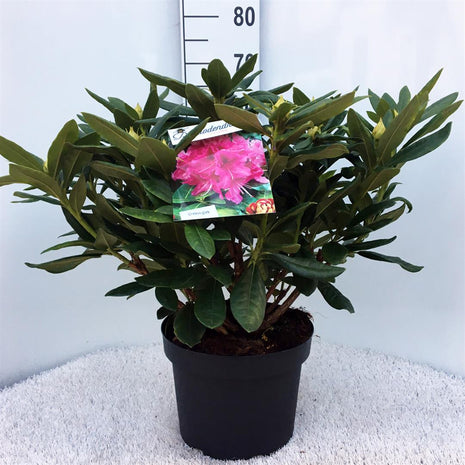 Rhododendron "Cosmopolitan"