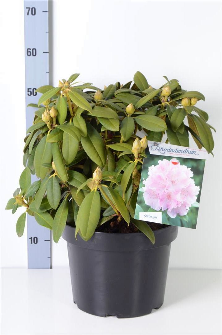 Rhododendron (Y) &