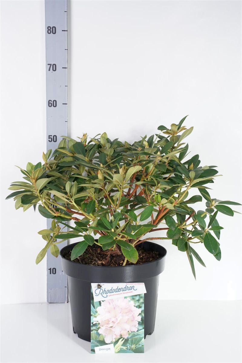 Rhododendron (Y) &
