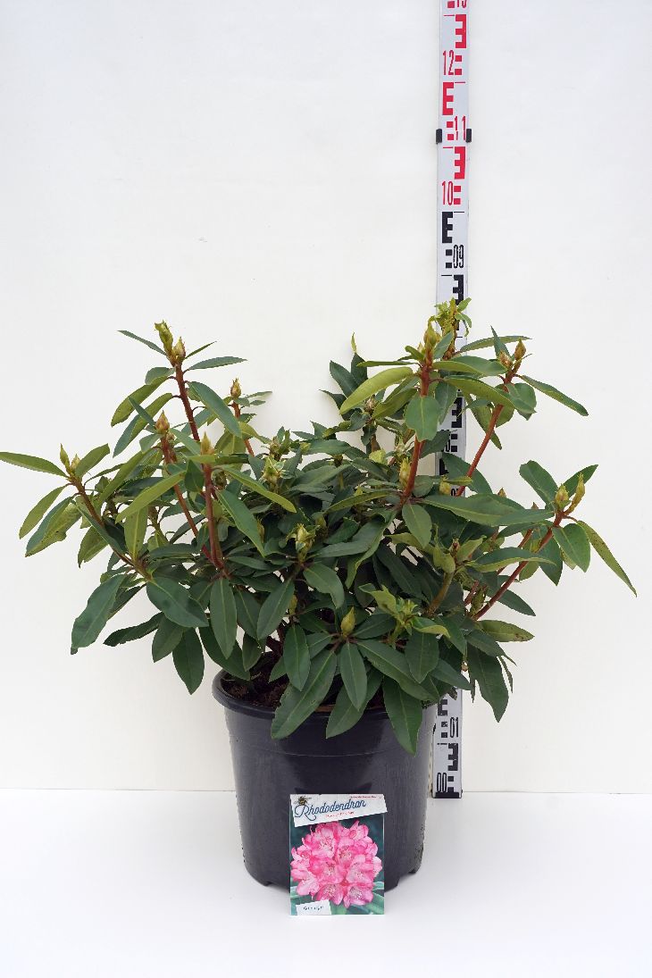 Rhododendron &