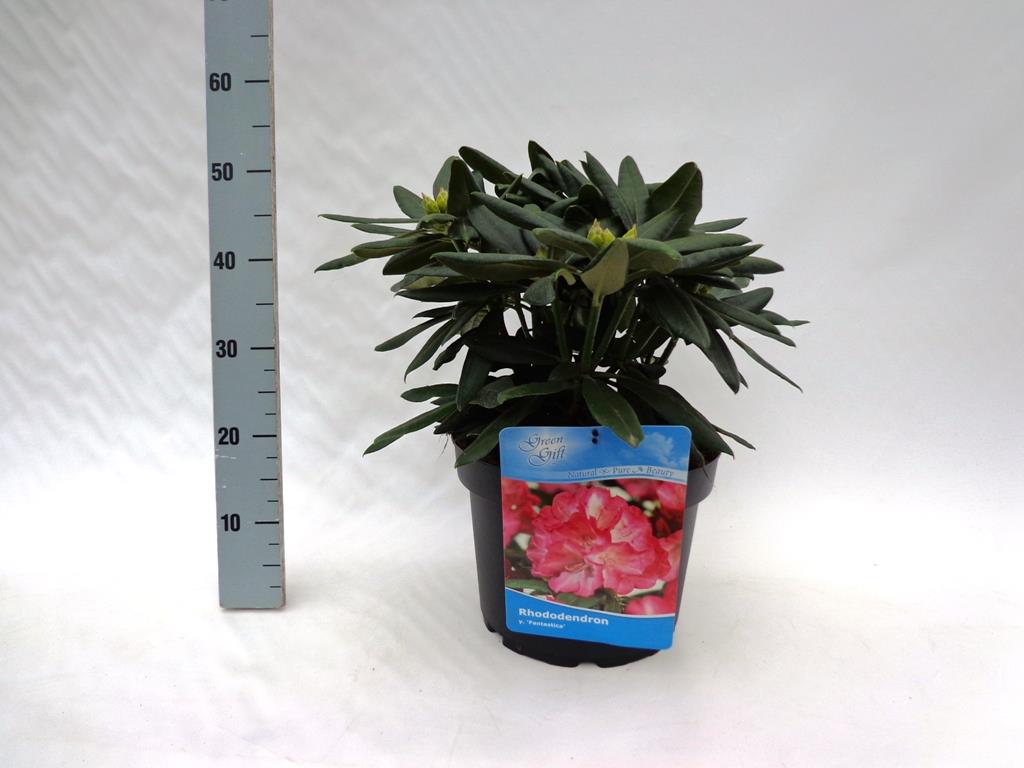 Rhododendron (Y) &