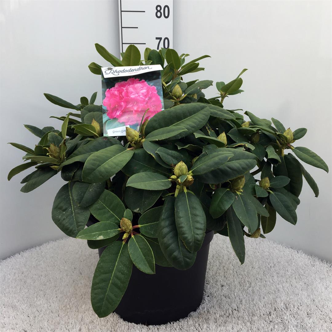 Rododendron &