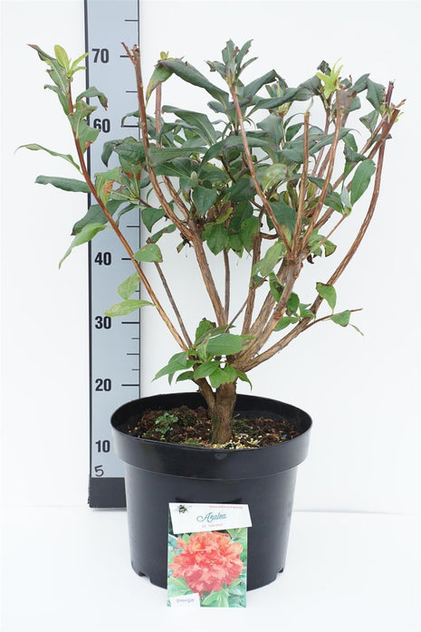 Rhododendron (AK) 'Gibraltar'
