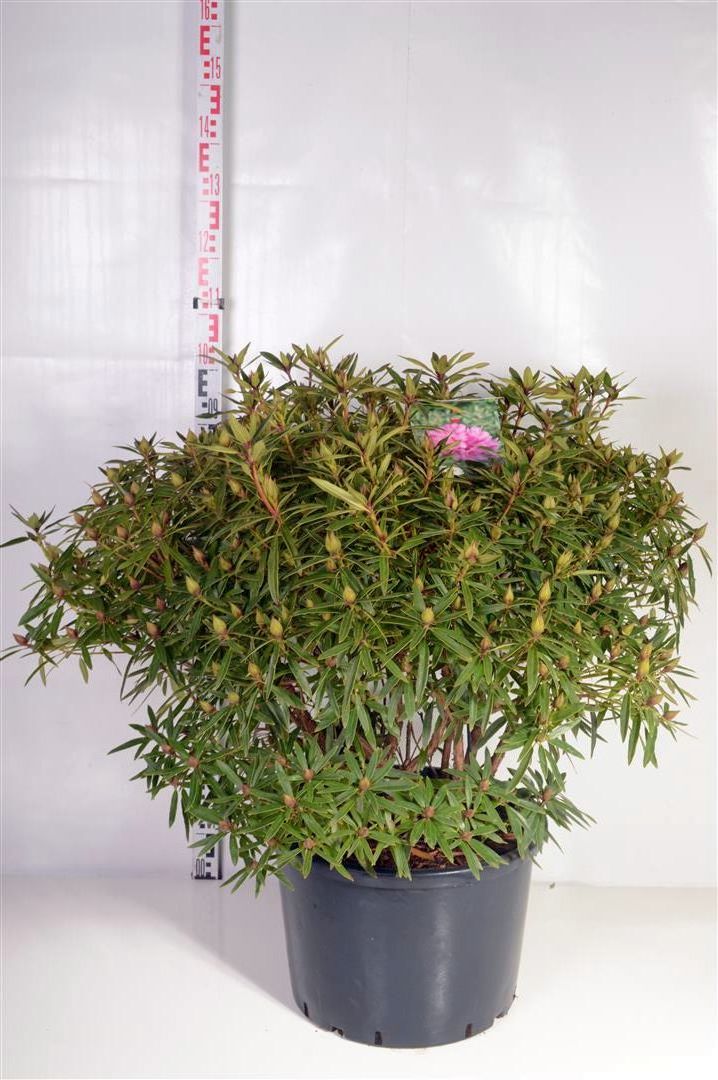 Rododendron (AP) &