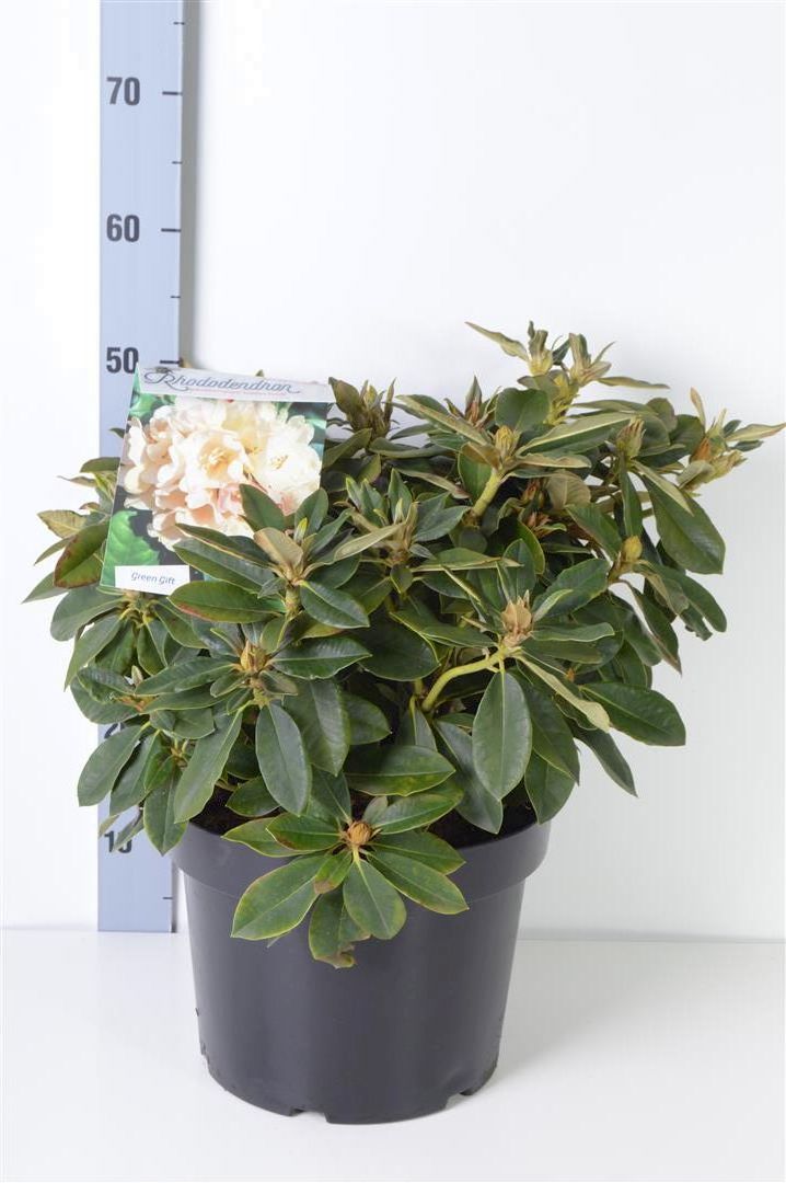 Rhododendron (Y) &