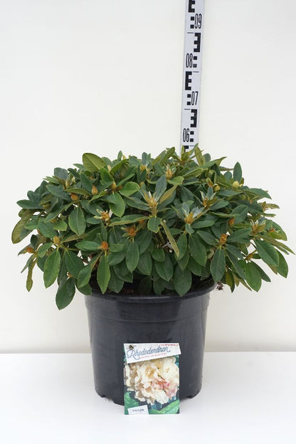 Rhododendron (Y) &