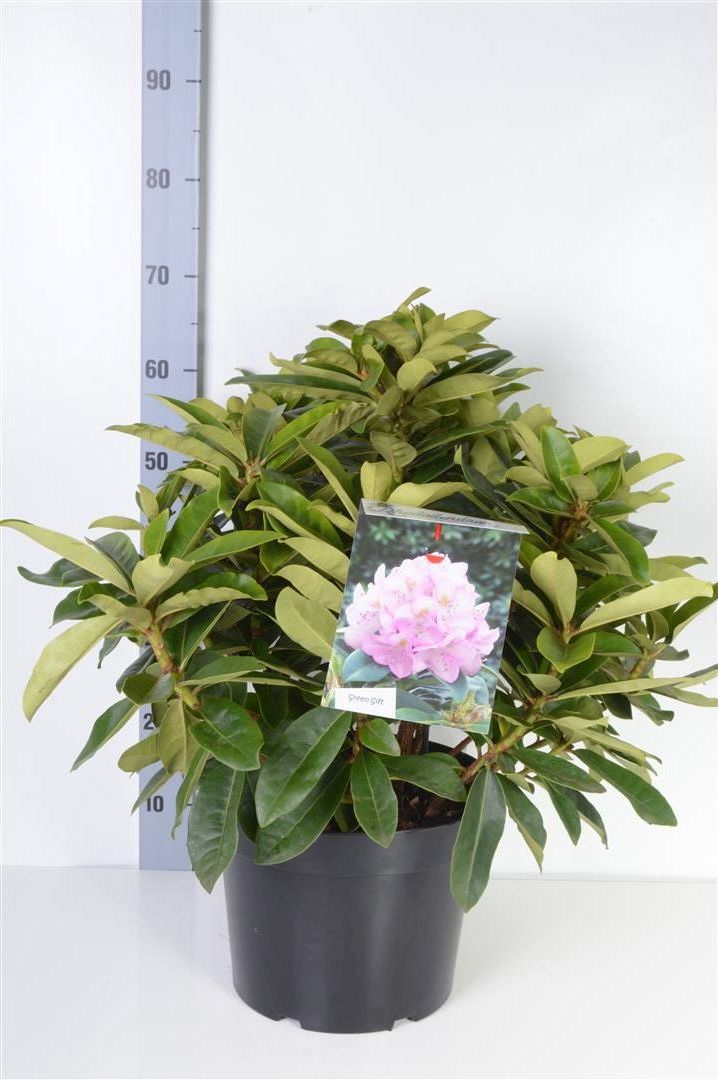 Rhododendron &