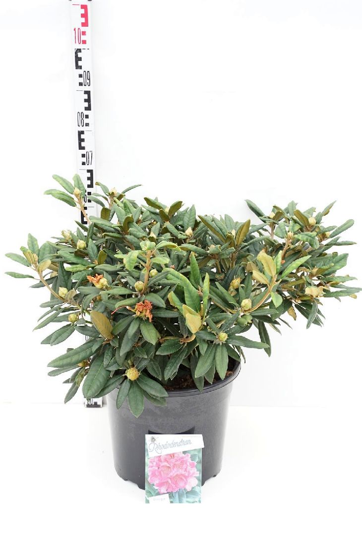 Rhododendron (Y) &