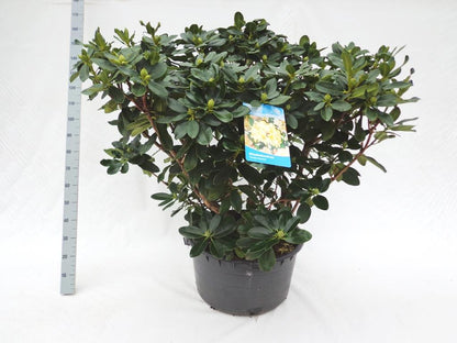 Rhododendron &