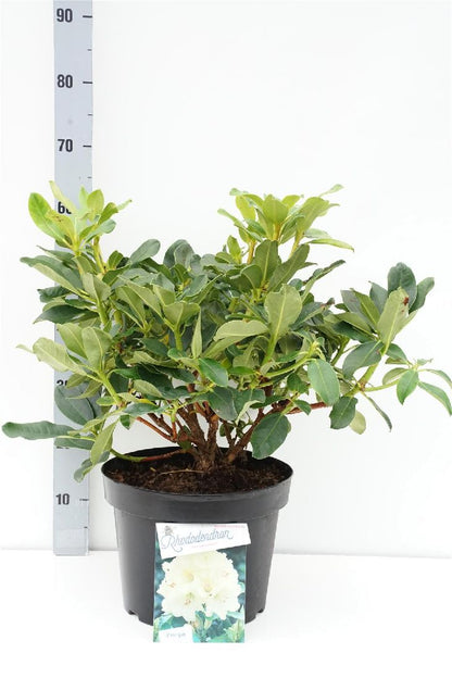 Rhododendron &
