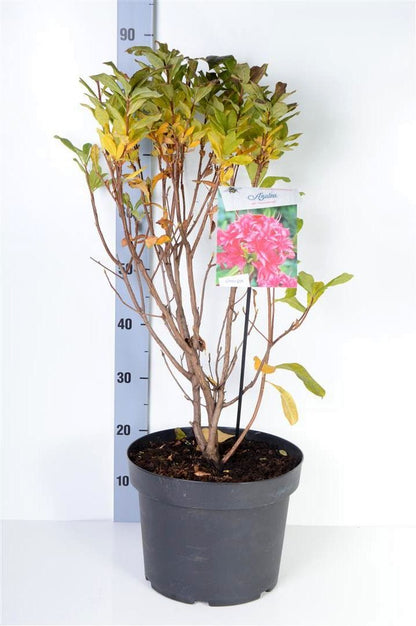 Rhododendron (AK) &