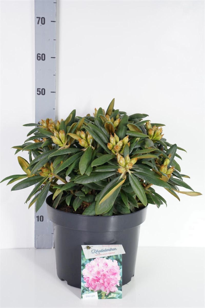 Rhododendron (Y) &