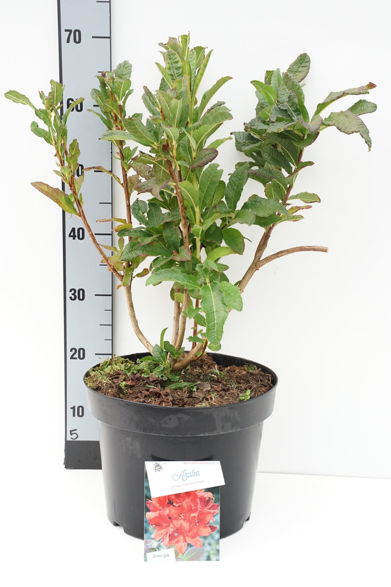 Rhododendron (AM) &