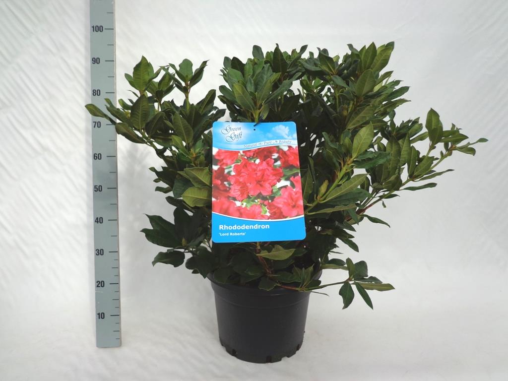 Rhododendron &