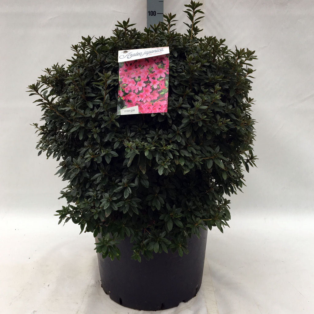 Rhododendron (AJ) &