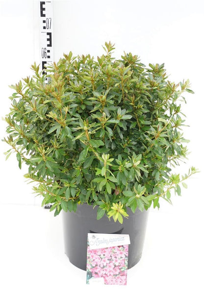 Rhododendron (AJ) &
