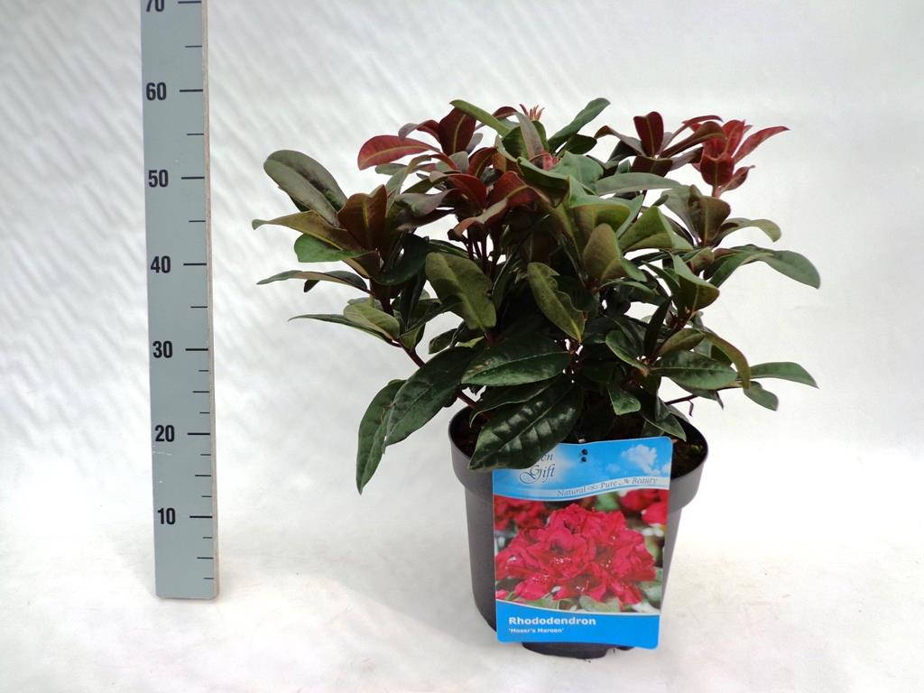 Rhododendron &