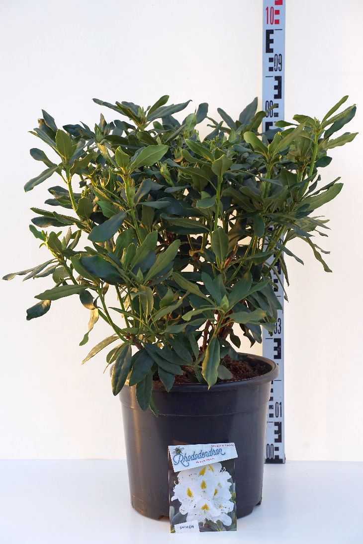 Rhododendron &