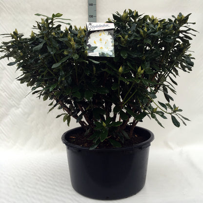 Rhododendron &