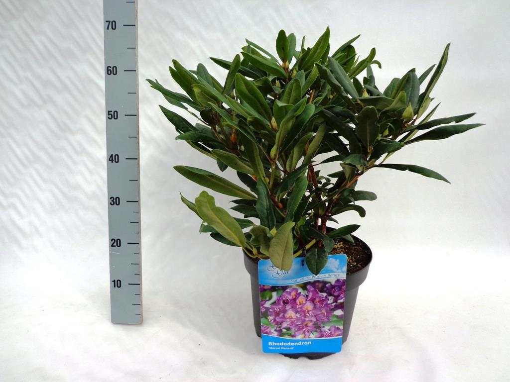 Rododendron &