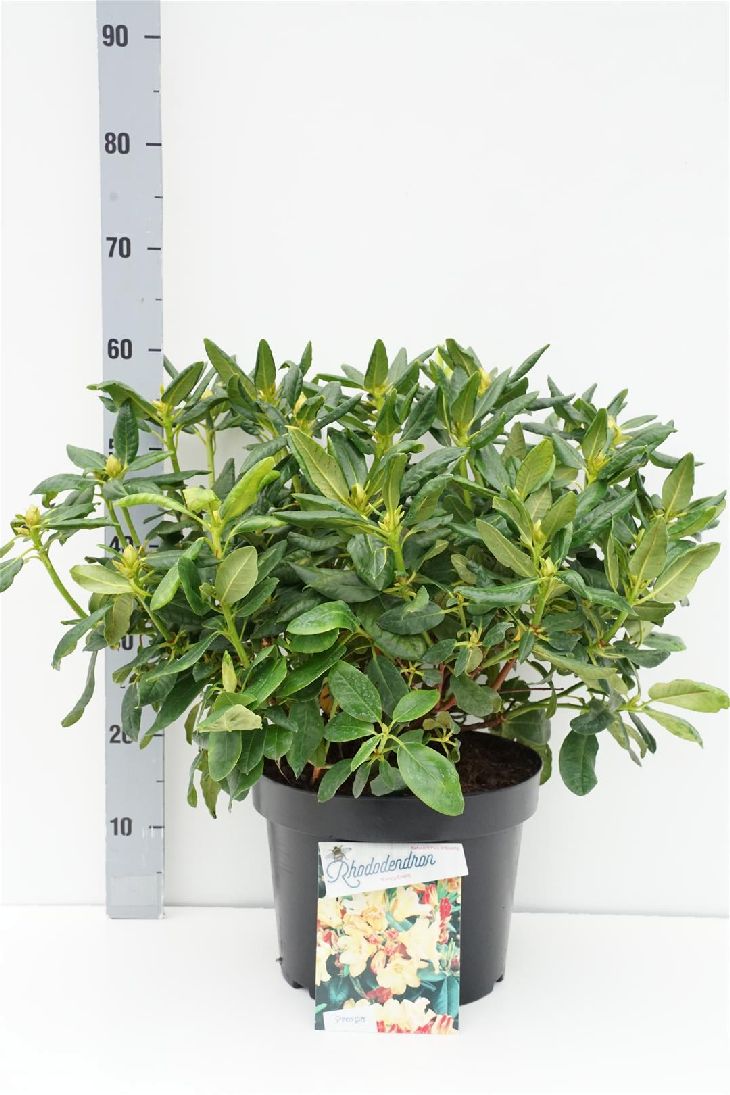 Rhododendron &
