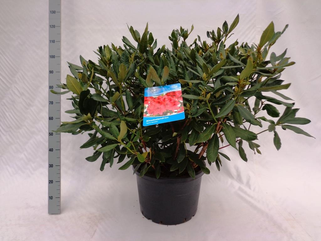 Rododendron &