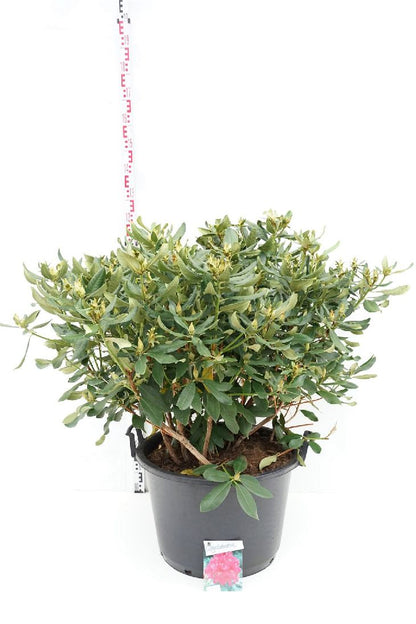 Rhododendron &