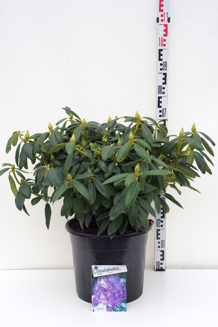 Rhododendron &