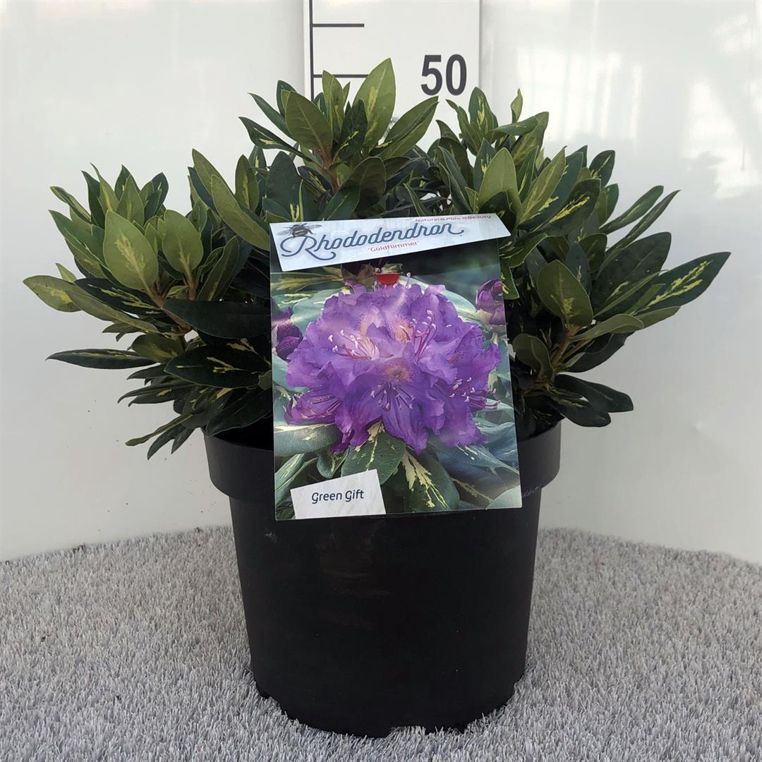Rhododendron &