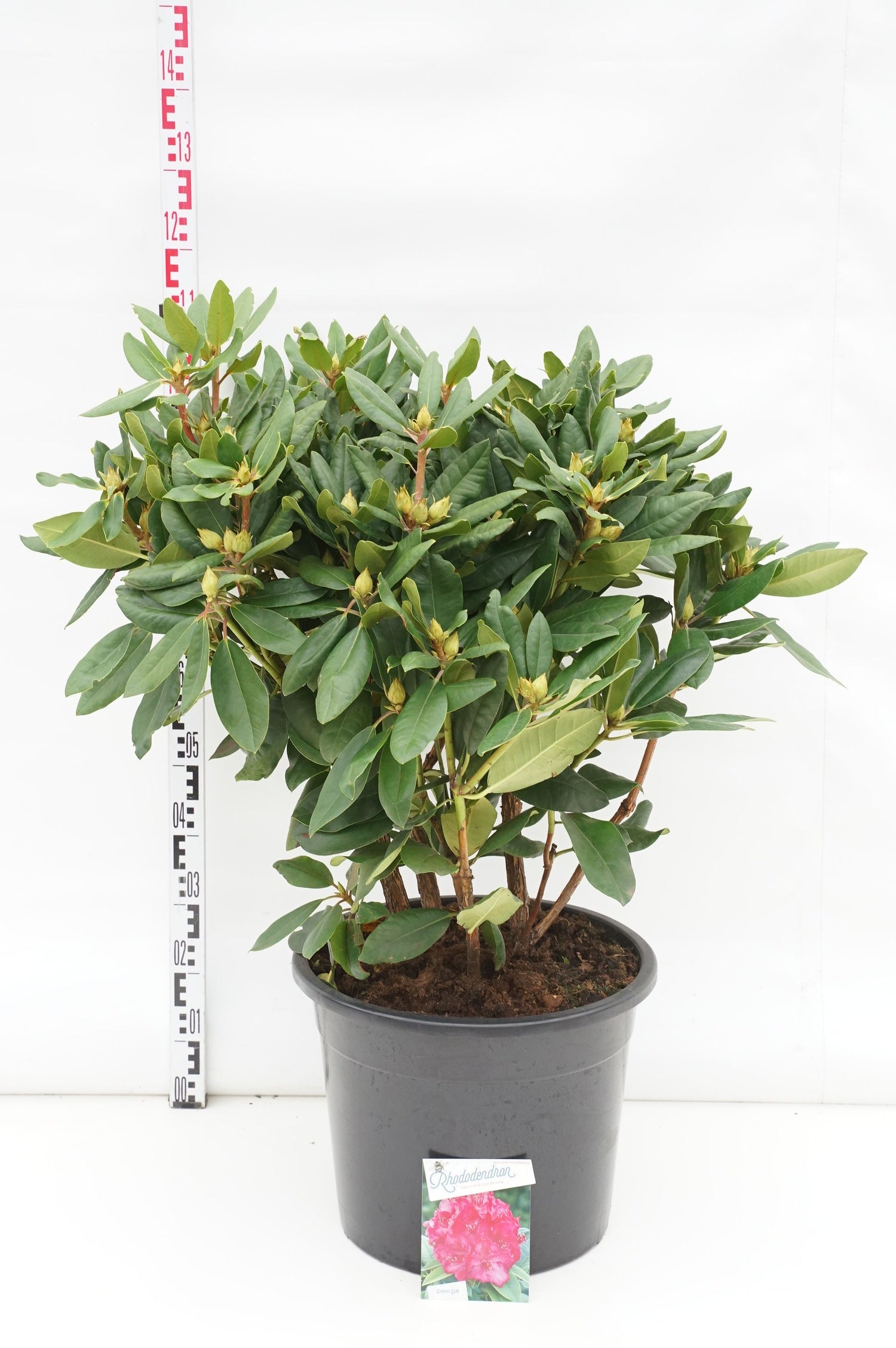 Rhododendron &