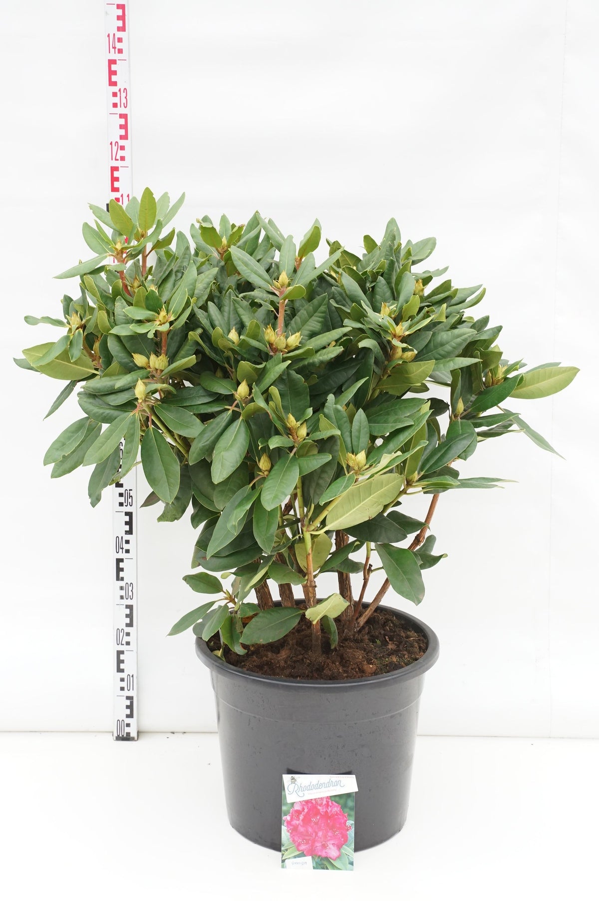 Rhododendron &