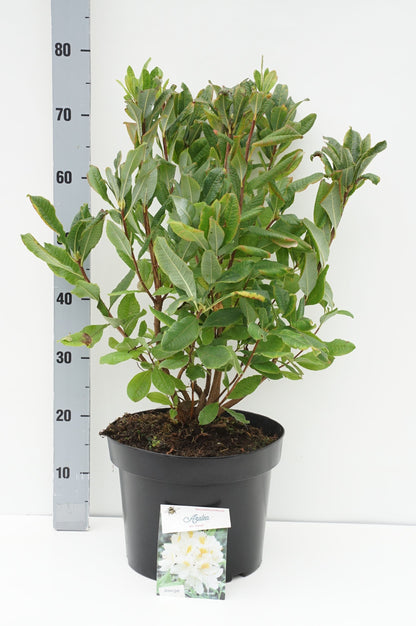 Rhododendron (AK) &