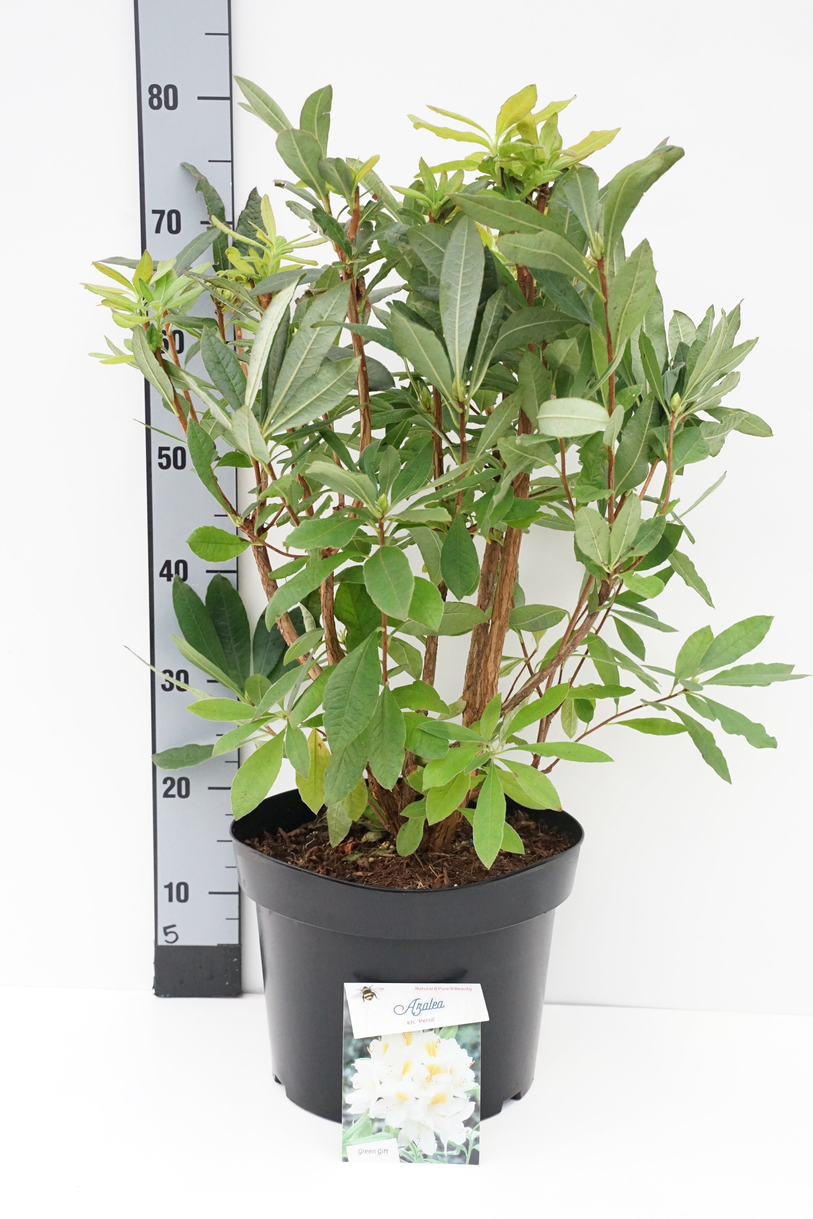 Rhododendron &