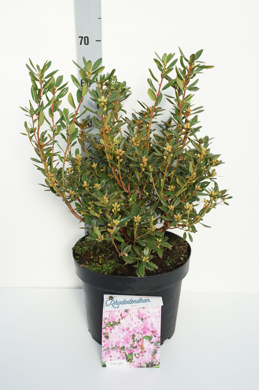 Rhododendron &