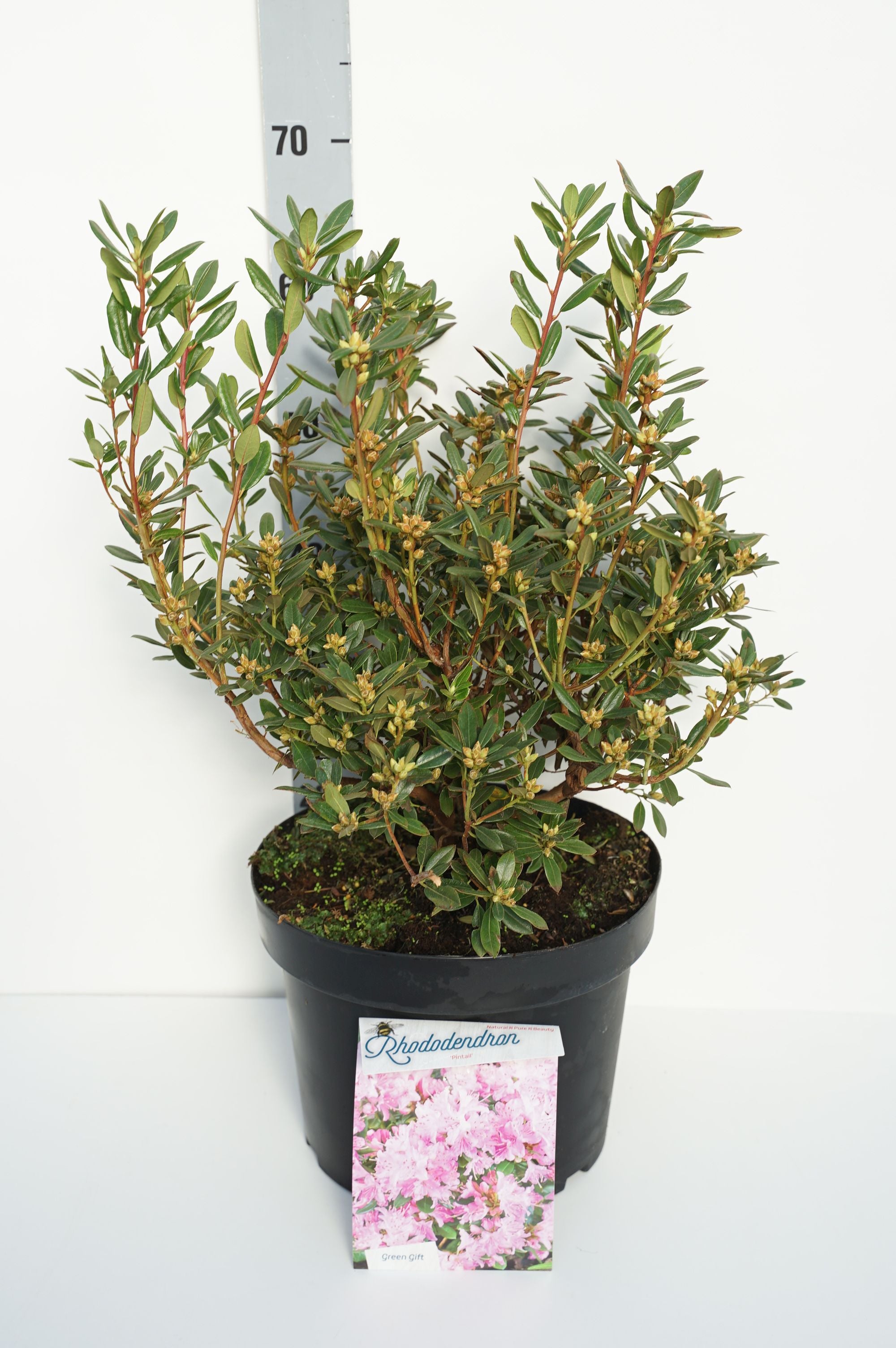 Rhododendron &
