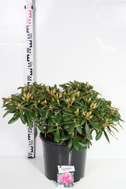 Rhododendron (Y) &