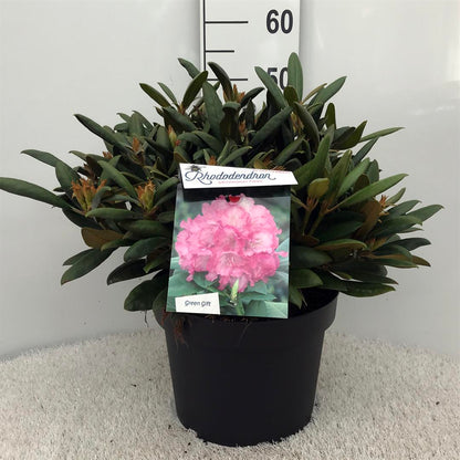 Rhododendron (Y) &