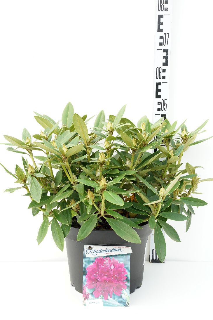 Rododendron (P) &